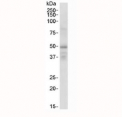 Western blot testing of human brain lysate with RXRG antibody at 1ug/ml. Predicted molecular weight: ~51 kDa.