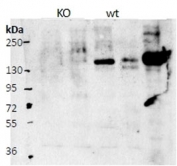 Western blot comparison of KO and WT tissue lysates with Cntn4 antibody at 0.5ug/ml. Lanes: KO mouse olfactory bulb (1) and cerebral cortext (2), and WT mouse olfactory bulb (3) and cerebral cortex ( 4).  Lane 5: HEK293 lysate overexpressing mouse Cntn4.