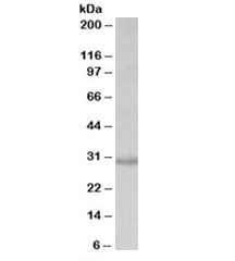Western blot testing of HEK293 lysate with CRLS1 antibody at 0.2ug/ml. Predicted molecular weight: ~32kDa.