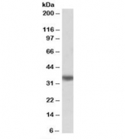 Western blot testing of human liver lysate with biotinylated TMX1 antibody at 0.01ug/ml. Predicted molecular weight: ~32kDa. An NAP blocker was used in place of non-fat milk as blocking solution and diluent. (1)