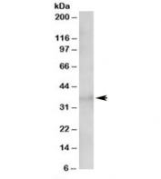 Western blot testing of 293 lysate with TCF19 antibody at 1.5ug/ml. Predicted molecular weight: ~39kDa.