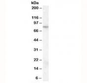 Western blot testing of KELLY cell lysate with FMR1 antibody at 0.1ug/ml. Predicted/observed molecular weight: ~71/67-90 kDa.