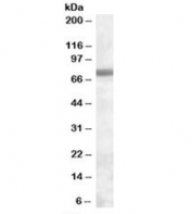 Western blot testing of Jurkat lysate with EXOSC9 antibody at 0.3ug/ml. Predicted molecular weight: ~51kDa, routinely observed at ~75kDa. (Ref 1)