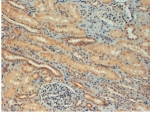 IHC staining of FFPE human kidney with FOXC1 antibody at 4ug/ml. HIER: steamed with pH6 citrate buffer, HRP-staining.