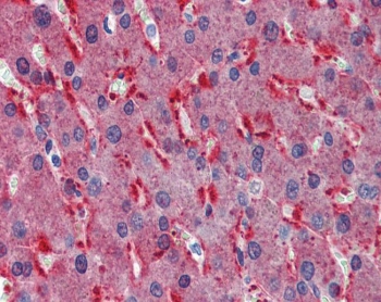 IHC testing of FFPE human liver with Frizzled 2 antibody at 2.5ug/ml. HIER: steamed with pH6 citrate buf