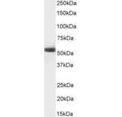 Western blot testing of human testis tissue lysate with MKRN1 antibody. Predicted molecular weight ~53 kDa.