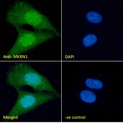 IF/ICC staining of fixed and permeabilized human U-2 OS cells with MKRN1 antibody (green) at 10ug/ml and DAPI nuclear stain (blue).