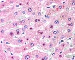 IHC testing of FFPE human liver with C14orf68 antibody at 2.5ug/ml. HIER: steamed with pH6 citrate buffer, AP-staining.