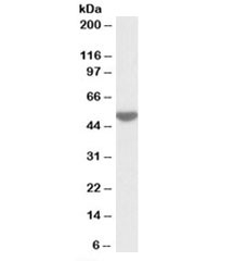 Western blot testing of human peripheral lymphocyte lysate with LSP1 antibody at 0.05ug/ml. Predicted molecular weight: ~37kDa but is routinely observed at ~52kDa (PMID: 15684321).~