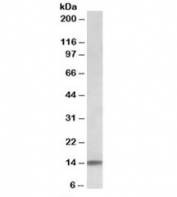 Western blot testing of human heart lysate with NDUFA7 antibody at 0.1ug/ml. Predicted molecular weight: ~13kDa.