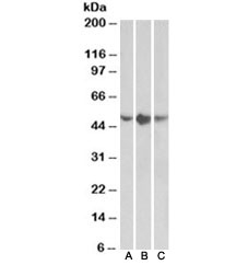 Western blot testing of A549 (A), HepG2 (B) and K562 (C) lysates with TNFR1 antibody at 0.5ug/ml. Predicted molecular weight