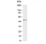 Western blot testing of mouse testis lysate with SMAD2 antibody at 2ug/ml. 