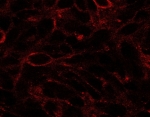 Immunofluorescence testing of U87 cells with DISP1 antibody at 2.5ug/ml