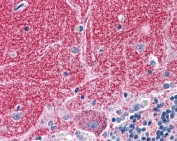 IHC testing of FFPE human cerebellum tissue with Septin 3 antibody at 3.75ug/ml. Required HIER: steamed antigen retrieval with pH6 citrate buffer; AP-staining.