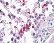IHC testing of FFPE human testis tissue with Septin 3 antibody at 3.75ug/ml. Required HIER: steamed antigen retrieval with pH6 citrate buffer; AP-staining.