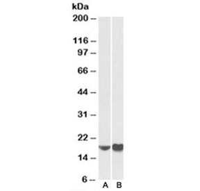 Western blot testing of mouse NIH3T3 [A] and human HeLa [B] lysates with ARF4 antibody at 0.5ug/ml. Predicted molecular weight: ~20kDa.~