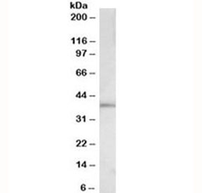 Western blot testing of HeLa lysate with c-Fos antibody at 0.3ug/ml. Predicted molecular weight ~40kDa.~