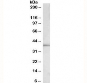 Western blot testing of HeLa lysate with c-Fos antibody at 0.3ug/ml. Expected molecular weight: ~40 kDa (unmodified), 53-68 kDa (phosphorylated).