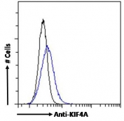 FACS testing of fixed and permeabilized human HEK293 cells with KIF4A antibody (blue) at 10ug/10^6 cells and naive goat Ig (black).