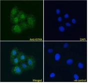 ICC/IF testing of fixed and permeabilized human U-2 OS cells with KIF4A antibody (green) at 10ug/ml and DAPI nuclear stain (blue).