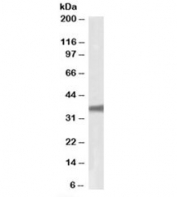 Western blot testing of HepG2 lysate with GNB3 antibody at 0.1ug/ml. Predicted molecular weight ~37kDa.