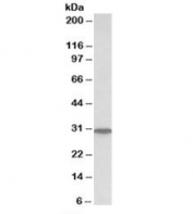 Western blot testing of human liver lysate with PNP antibody at 0.1ug/ml. Predicted molecular weight: ~32kDa.