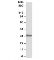 Western blot testing of mouse brain lysate with MAPRE3 antibody at 0.3ug/ml. Predicted molecular weight: ~32kDa.
