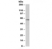 Western blot testing of human brain lysate with BAIAP2 antibody at 1ug/ml. Predicted molecular weight: ~57 kDa.