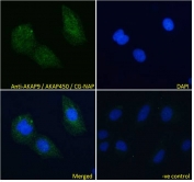 IF/ICC testing of fixed and permeabilized human U-2 OS cells with AKAP9 antibody (green) at 10ug/ml and DAPI nuclear stain (blue).