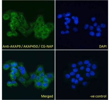 IF/ICC testing of fixed and permeabilized human A431 cells with AKAP9 antibody (green) at 10ug/ml and DAPI nuclear stain (blue).~