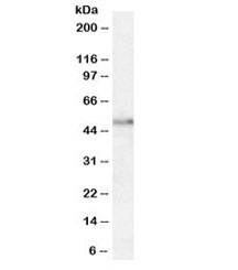 Western blot testing of human hippocampus lysate with Orexin Receptor 2 antibody at 1ug/ml. Predicted/observed molecular weight (human): ~51kDa.
