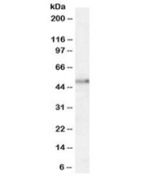 Western blot testing of human hippocampus lysate with Orexin Receptor 2 antibody at 1.5ug/ml. Predicted/observed molecular weight (human): ~51kDa.