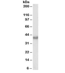 Western blot testing of mouse NIH3T3 nuclear lysate with BMI1 antibody at 0.3ug/ml