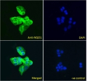 IF/ICC testing of fixed and permeabilized human HepG2 cells with NQO1 antibody (green) at 5ug/ml and DAPI nuclear stain (blue).