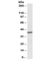 Western blot testing of PBMC lysate with PCBP1 antibody at 0.1ug/ml. Predicted/observed molecular weight: ~38kDa.