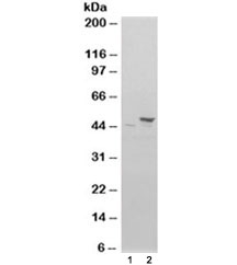 Western blot of HEK293 lysate overexpressing FLOT1 probed with Flotillin 1 antibody (mock transfection in lane 1). Expected/observed molecular weight ~49kDa.