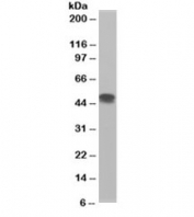 Western blot testing of H460 lysate with Flotillin 1 antibody at 0.3ug/ml. Expected/observed molecular weight ~49kDa.