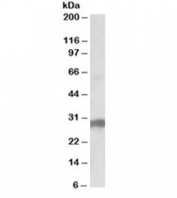 Western blot testing of human pancreas lysate with B7-H4 antibody at 0.5ug/ml. Predicted molecular weight ~31kDa.