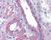 IHC testing of FFPE human kidney tissue with Flotillin 2 antibody at 3.75ug/ml. Required HIER: steamed antigen retrieval with pH6 citrate buffer; AP-staining.