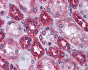 IHC staining of FFPE human kidney with Calnexin antibody at 3.8ug/ml. HIER: steamed with pH6 citrate buffer, AP-staining.