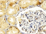 IHC testing of FFPE human kidney with APOBEC3G antibody at 4ug/ml. HIER: steamed with pH9 Tris/EDTA buffer, HRP-staining.