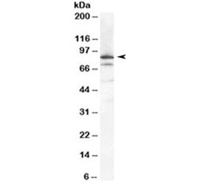 Western blot testing of HeLa cell lysate with Ku80 antibody at 0.1ug/ml. Predicted molecular weight 80~86kDa, both observed bands are blocked by the immunizing peptide.~