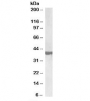 Western blot testing of human frontal cortex lysate with SH3GL2 antibody at 0.3ug/ml. Predicted molecular weight: ~40 kDa.