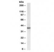 Western blot testing of human frontal cortex lysate with biotinylated SH3GL2 antibody at 0.3ug/ml. Predicted molecular weight: ~40 kDa.