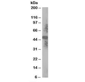 Western blot testing of human placenta lysate with TXNDC5 antibody at 0.1ug/ml. Predicted molecular weight: ~48/36kDa (isoforms 1/2).~