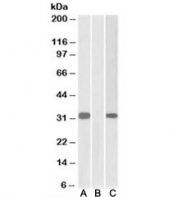 Western blot of HEK293 lysate overexpressing human KCNIP3-MYC probed with CSEN antibody [1ug/ml] in Lane A and anti-MYC [1/1000] in lane C. Mock-transfected HEK293 probed with CSEN antibody [1ug/ml] in Lane B. Predicted molecular weight: ~29kDa.