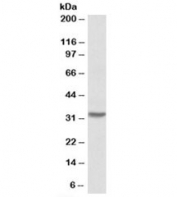 Western blot testing of mouse spinal cord lysate with HOXC8 antibody at 0.1ug/ml. Expected molecular weight: 27-35 kDa.