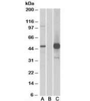 Western blot of HEK293 lysate overexpressing human COPS3-FLAG probed with COPS3 antibody (1ug/ml) in Lane A and with anti-FLAG (1/5000) in lane C. Mock-transfected HEK293 probed with COPS3 antibody (1ug/ml) in Lane B. Predicted molecular weight: ~48kDa.