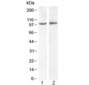 Western blot testing of human 1) HeLa and 2) Daudi lysate with ICAM1 antibody at 2ug/ml. Predicted molecular weight: ~58/75-115 kDa (unmodified/glycosylated).