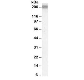 Western blot testing of human cerebral cortex lysate with LRP4 antibody at 0.1ug/ml. Predicted molecular weight ~212kDa.~